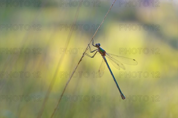 Emerald Damselfly (Lestes sponsa) on a blade of grass