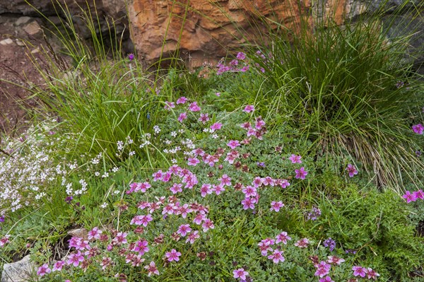 Dolomite cinquefoil (Potentilla nitida)