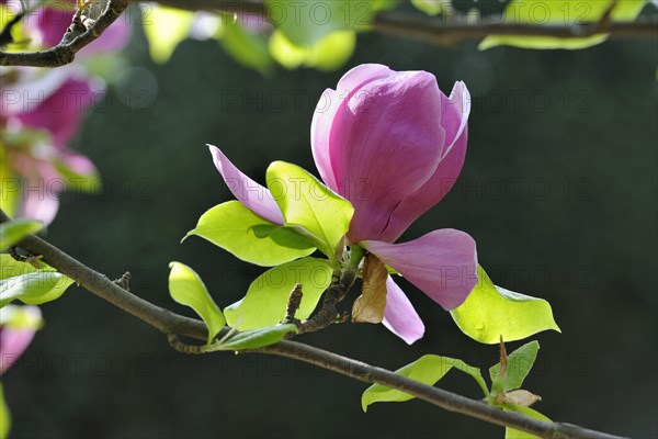 Blossom of the tulip magnolia (Magnolia x soulangeana)