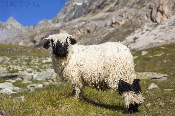 Valais Blacknose Sheep