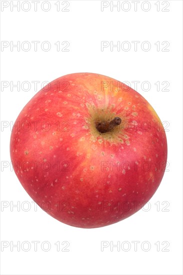 Apple variety Ruhm aus Kelsterbach