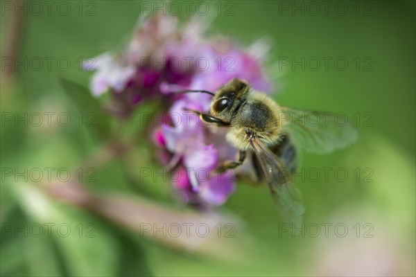 Honey bee (Apis mellifera) on a purple blossom