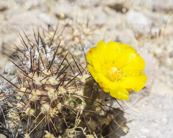 Flowering cactus