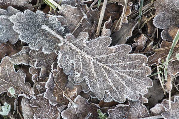 Oak leaf with hoarfrost