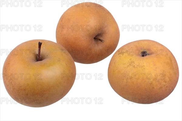 Apple variety Zabergau Reinette