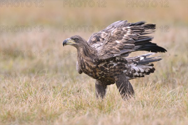 White-tailed Eagle (Haliaeetus albicilla) on an autumn meadow