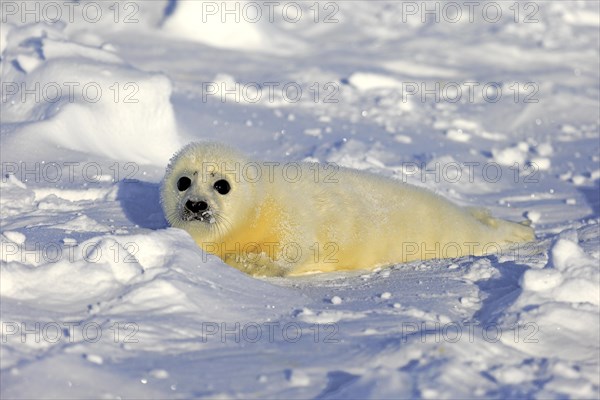 Harp Seal or Saddleback Seal (Pagophilus groenlandicus
