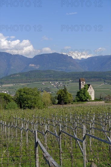 Wine growing at the castle church of St. Sebastian