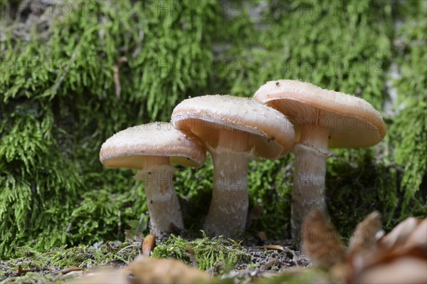 Dark Honey Fungus (Armillaria ostoyae)
