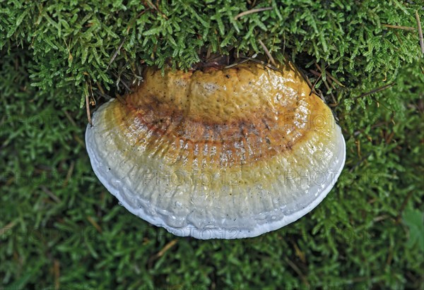 Shelf mushroom or Bracket fungus (Ganoderma sp.)