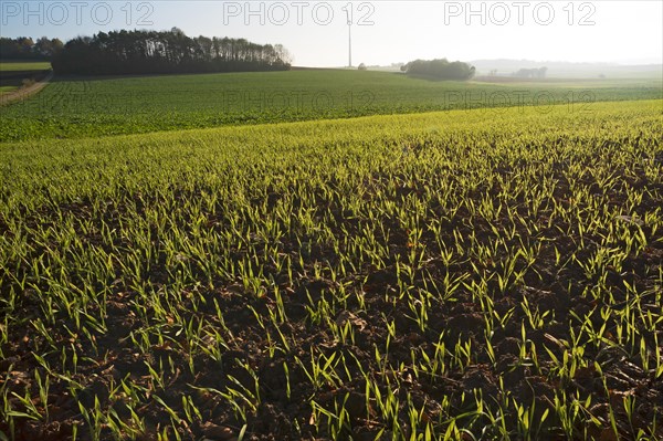 Budding winter wheat (Triticum aestivum) in the field