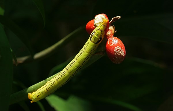 Hawk moth larva (Sphingidae)
