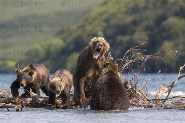 Brown bear (Ursus arctos)