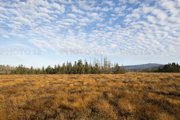 Torfhausmoor in autumn