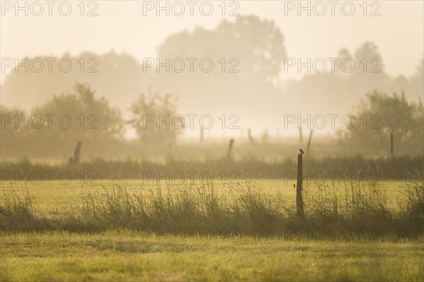 Meadows in the early morning