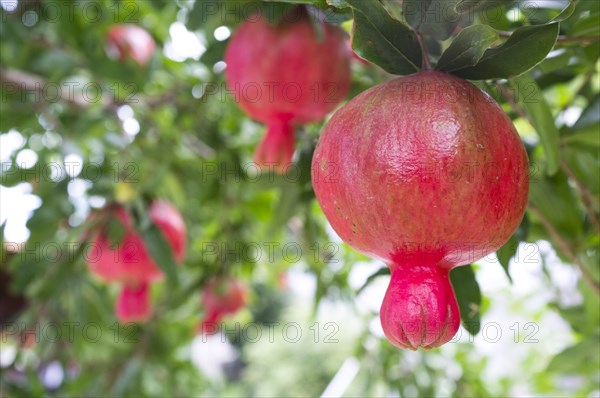 Pomegranate (Punica granatum) fruits growing on a tree