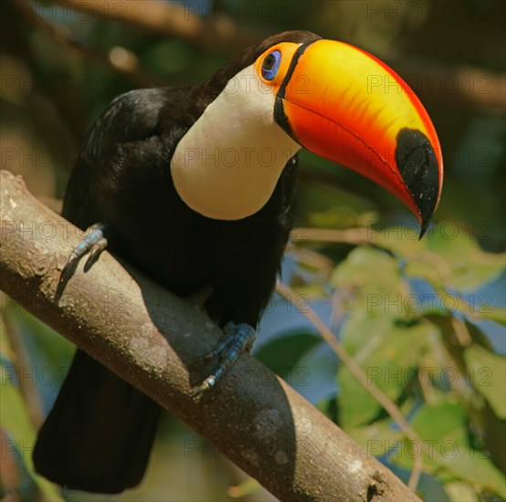 Toco toucan (Ramphastos toco) on a branch