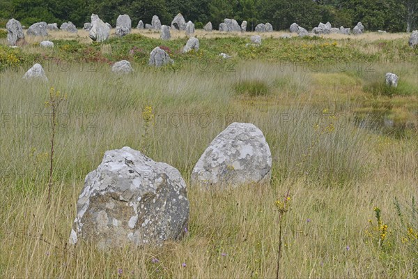 Carnac stones