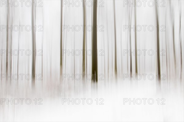 Winter forest