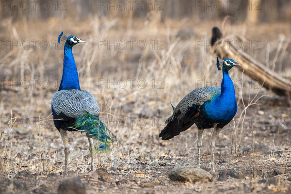 Indian Peafowl (Pavo cristatus)