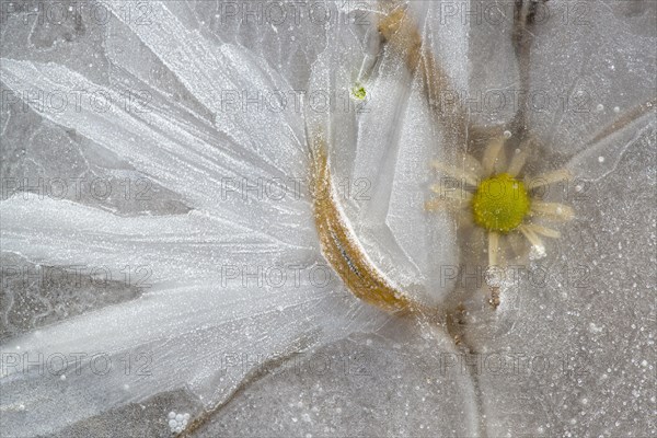Flower in ice