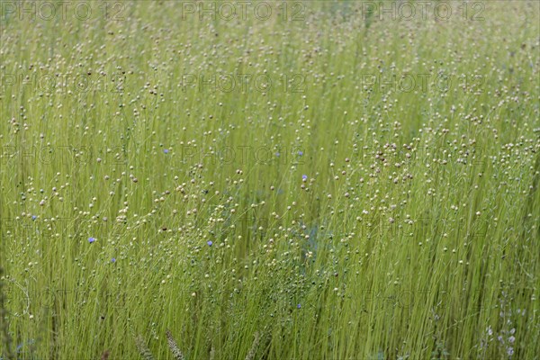 Cultivation of flax on a field