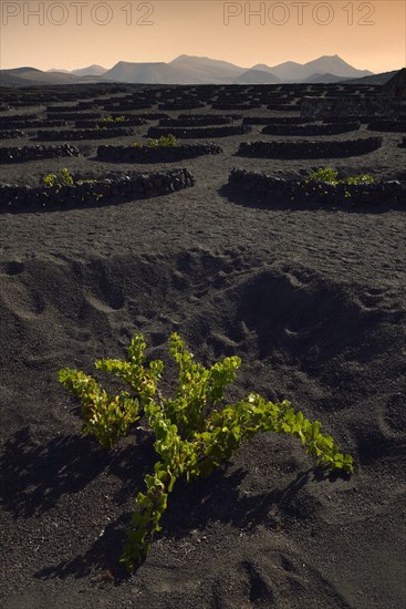 Worldwide unique viniculture