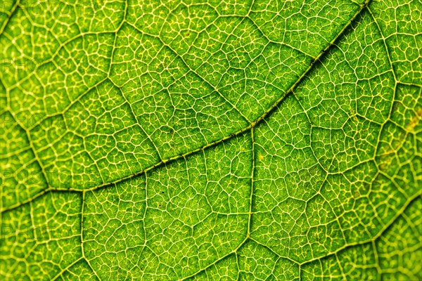 Green leaf