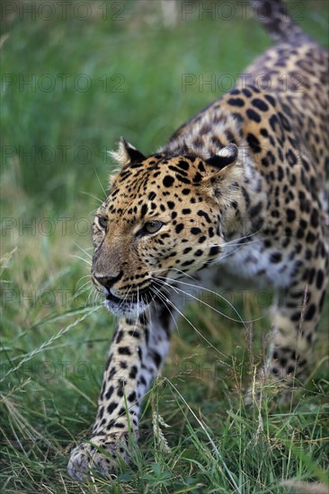 Amur Leopard (Panthera pardus orientalis)
