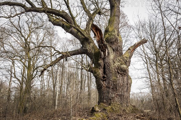 Old English oak (Quercus robur)