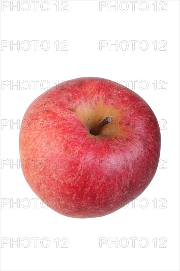 Apple variety Swiss Orange Apple