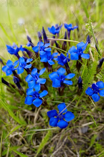 Spring Gentian (Gentiana verna)