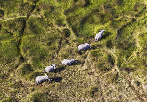 African Elephants (Loxodonta africana)