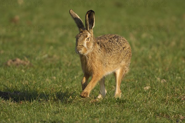 Hare (Lepus europaeus) running in a meadow