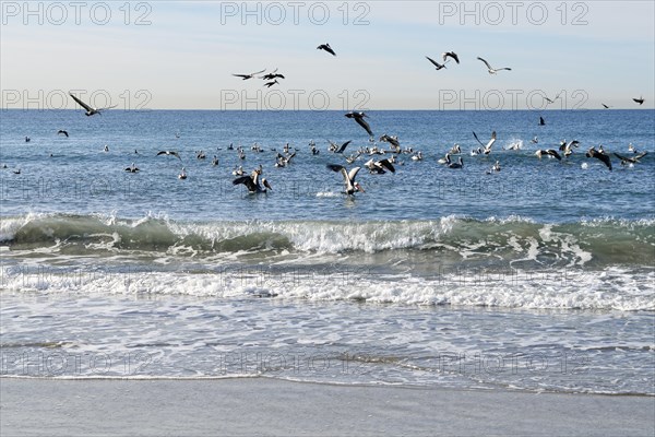 Brown Pelicans (Pelecanus occidentalis) above a shoal of fish