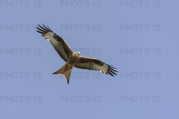 Red Kite (Milvus milvus) in flight with wings outstretched