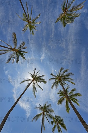 Palm trees