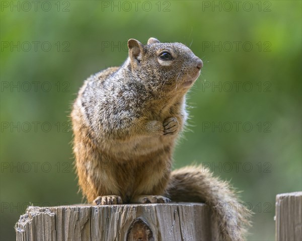 Rock Squirrel (Spermophilus variegatus)
