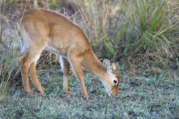 Puku (Kobus vardonii)
