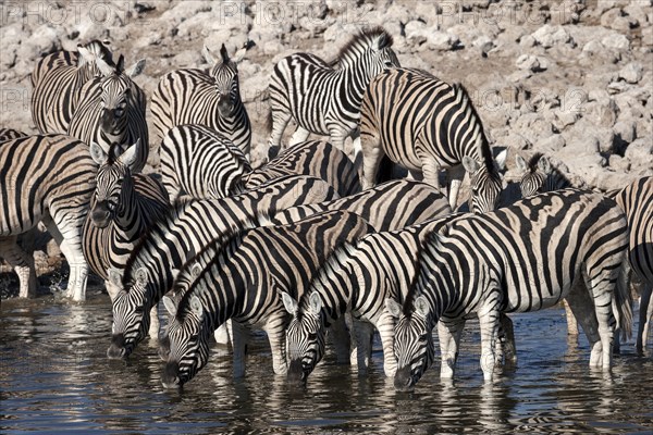 Herd of Burchell's Zebras (Equus burchellii) drinking at the Okaukuejo waterhole