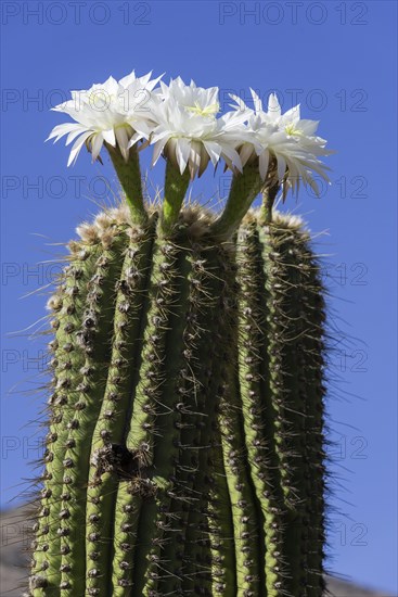 Blooming Echinopsis chiloensis cactus