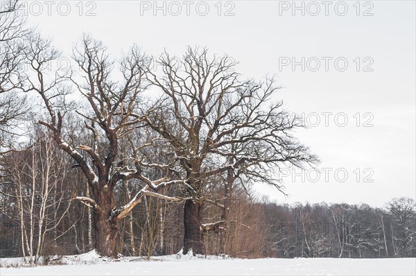Old English oaks (Quercus robur) in winter