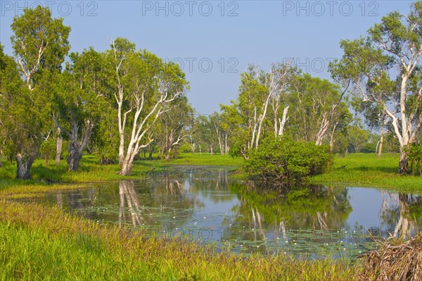 Trees along a river