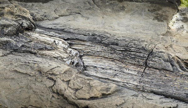 Petrified tree stump