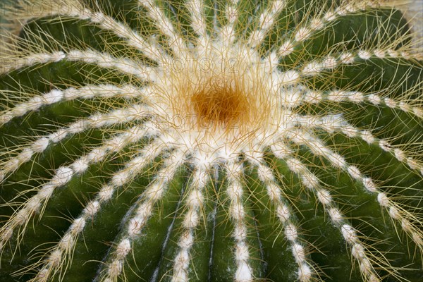 Cacti (Parodia magnifica