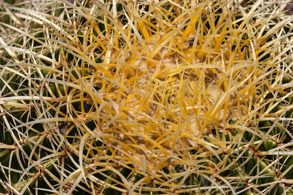 Golden Barrel Cactus (Echinocactus grusonii)