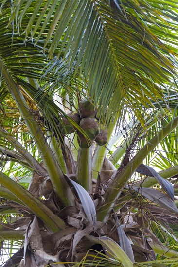 Coconut tree (Cocos nucifera)