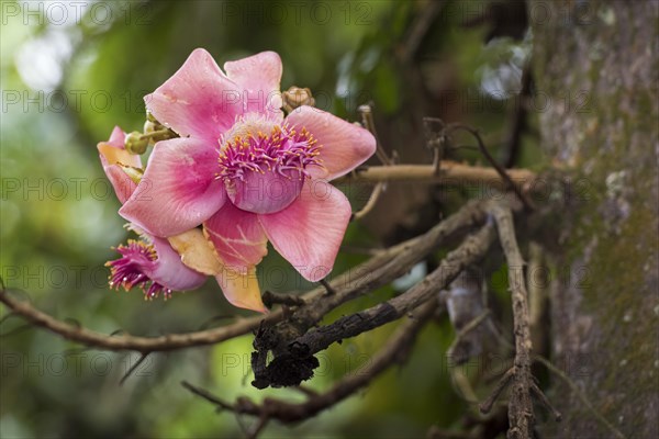 Blossom