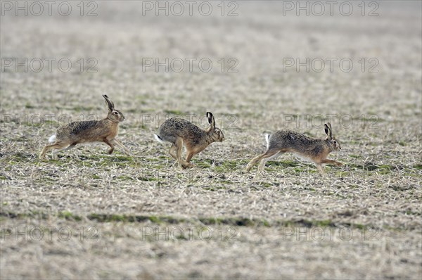 Three running hares (Lepus europaeus) in a field in the mating season