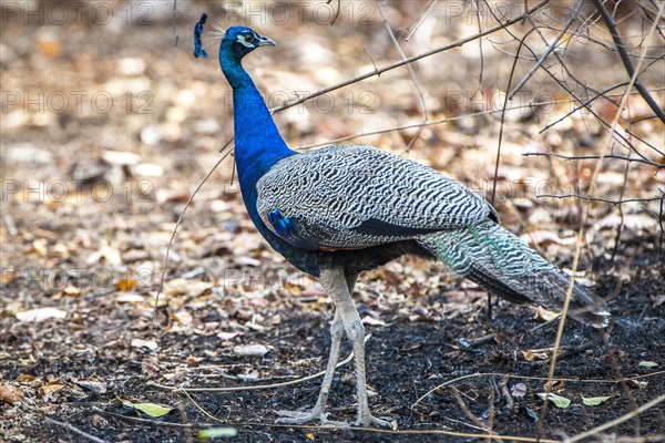 Indian Peafowl (Pavo cristatus)